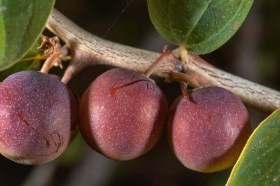 Indiai vadjujuba - Ziziphus nummularia